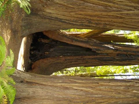Hollow tree trunk 写真素材
