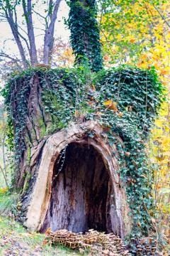 Hollow tree trunk Stock Photos