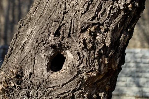Hollow in a tree trunk Stock Photos