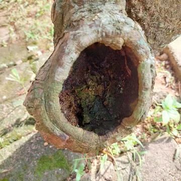 Hollow tree trunks affected by pests and diseases Stock Photos