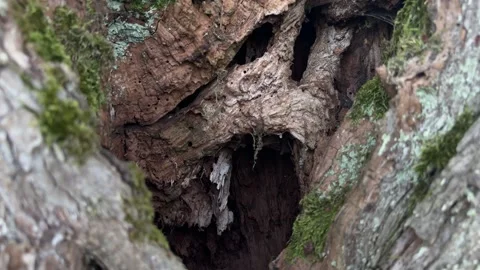Hollow trunk of apple tree Stock Footage 321410567