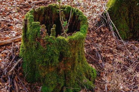 Hollow trunk base 写真素材