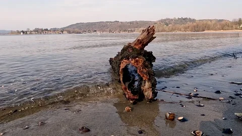 Hollow trunk brought to the ground Stock Footage 200213321