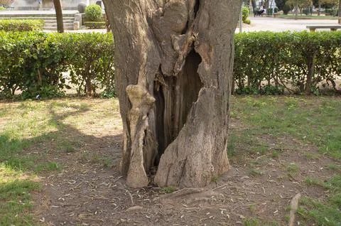 Hollow trunk of centennial tree Stock Photos