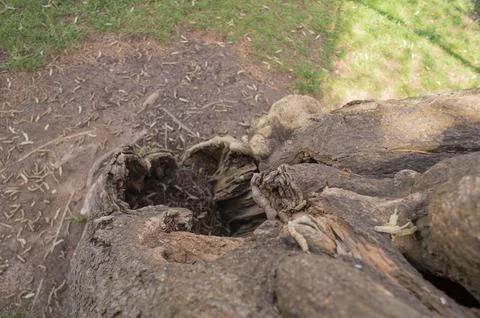 Hollow trunk of centennial tree Stock Photos