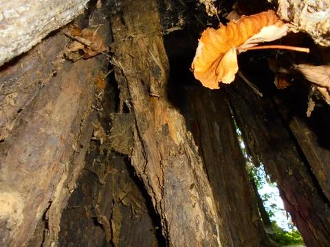 Hollow trunk of dead deciduous tree, woodland close-up in daylight Stock Photos