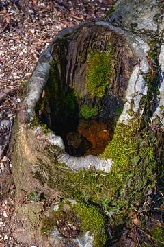 Hollow trunk 写真素材