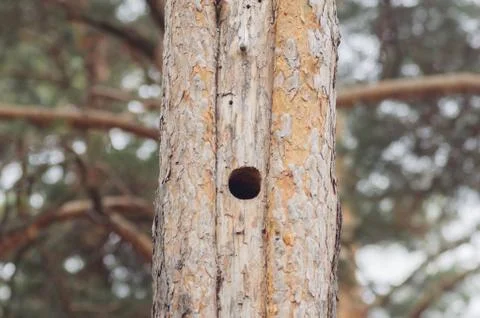 Hollow in the trunk of a pine tree Stock Photos