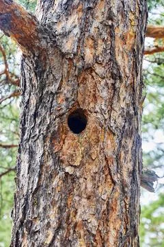 A hollow in the trunk of a pine tree Stock Photos