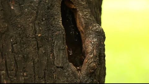 Hollow with the web Stock Footage 7691124