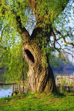 Hollow willow Stock Photos