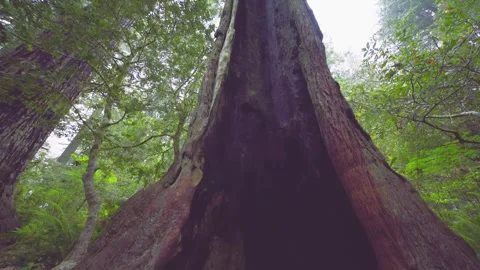 Hollowed Base of an Ancient Redwood Tree in Redwood National Park, California Vídeos de archivo 332417494