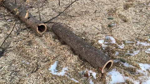 Hollowed out tree trunks caused by parasite bugs Video stock 85869208