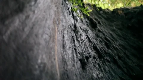 Hollowed Tree Trunk Stock Footage 79038516