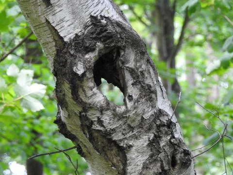 Hollowed tree trunk Stock Photos