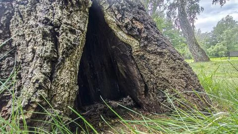 Hollowed tree trunk with rough bark texture and green grass in foreground Stock Photos
