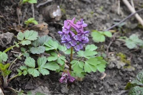 Hollowroot (Corydalis cava). Purple corydalis flowers in forest on early spri Stock Photos