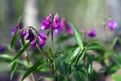 Hollowroot, Corydalis cava, violet spring flowers macro Stock Photos