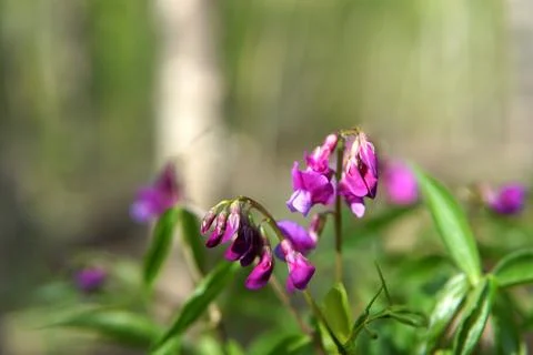 Hollowroot, Corydalis cava, violet spring flowers macro Stock Photos