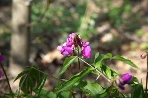 Hollowroot, Corydalis cava, violet spring flowers macro Stock Photos