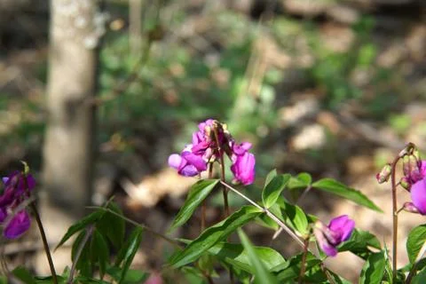 Hollowroot, Corydalis cava, violet spring flowers macro Stock Photos