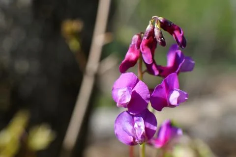 Hollowroot, Corydalis cava, violet spring flowers macro Stock Photos