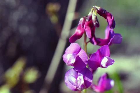 Hollowroot, Corydalis cava, violet spring flowers macro Stock Photos