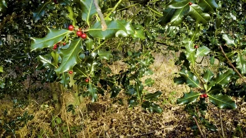 Holly and berries bright winter day wide 2 Stock Footage 83036323
