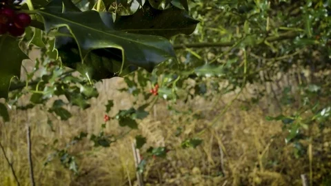 Holly and berries bright winter day in sunshine Stock Footage 83036382