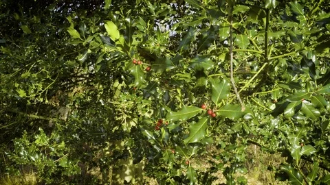 Holly and berries bright winter day wide Stock Footage 83036385