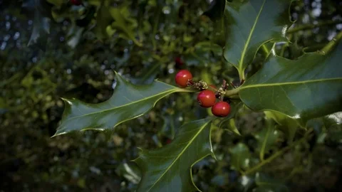 Holly and berries close up Stock Footage 83036436