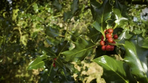 Holly and berries in sunshine Stock Footage 83036003