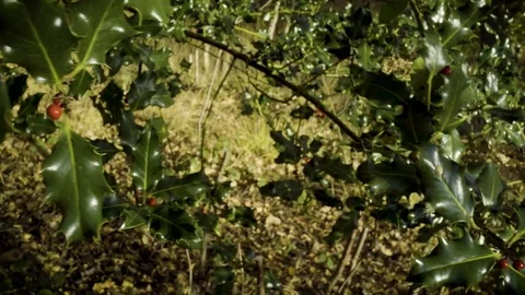 Holly and berries in winter sun with breeze Stock Footage 83035982