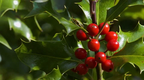 Holly and red berries on a tree. 4K UHD. Video stock 43114189