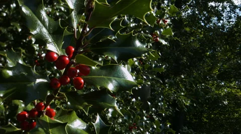 Holly and red berries on a tree. 4K UHD. 스톡 동영상 43116512