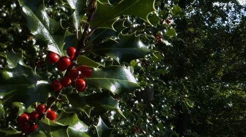 Holly and red berries on a tree. HD Version Video stock 43130127