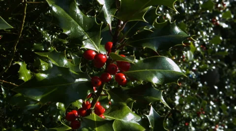 Holly and red berries on a tree. HD Version 스톡 동영상 43130345