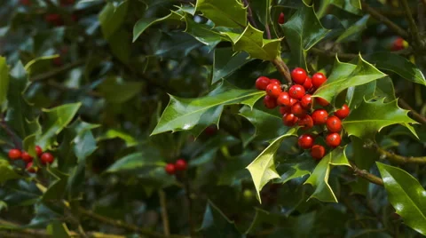 Holly and red berries on a tree. HD Version 스톡 동영상 43130650