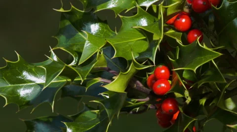 Holly and red berries on a tree. HD Version Stock Footage 43130737