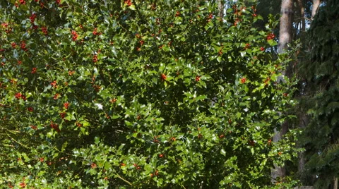 Holly and red berries on a tree. HD Version 스톡 동영상 43131023