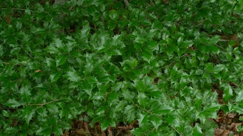 Holly bed 4k Stock Footage 41636259