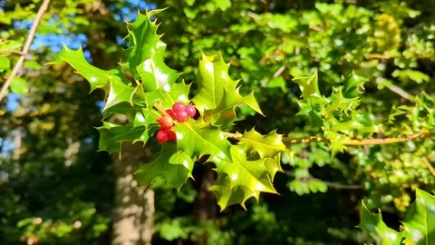 Holly berries basking in the sunlight Stock Footage 255108876