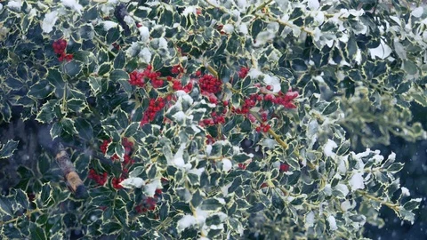 Holly berries during a snowfall: winter, Christmas, cold time  Stock Footage 86091269