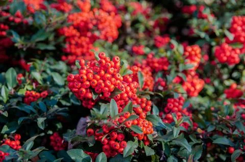 Holly Berries Stock Photos