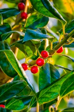 Holly Berries Stock Photos
