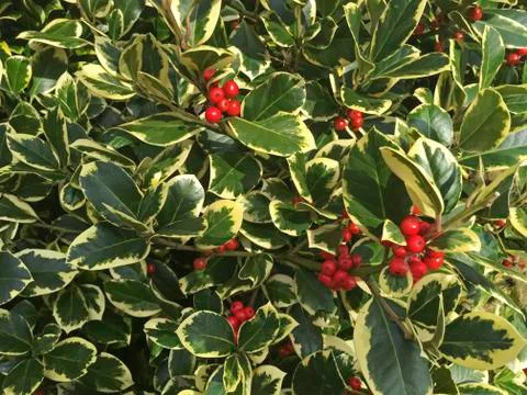 Holly Berries Stock Photos