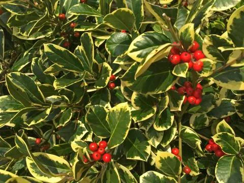 Holly Berries Stock Photos