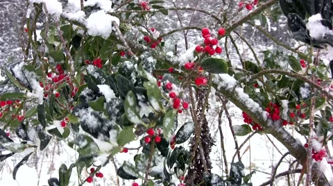 Holly berries in snow Stock Footage 51872085