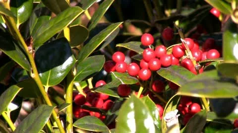 Holly berries in the sunshine; 2 Stock Footage 10758633