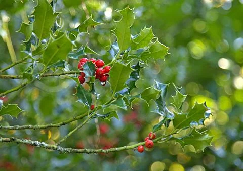 Holly berries on a tree Stock Photos
